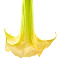 شیپور فرشته Angel's Trumpet